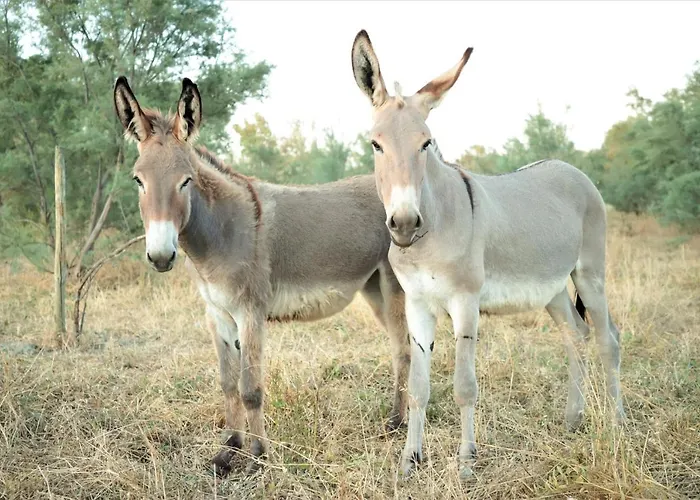 Farmház Tre Di Spade *