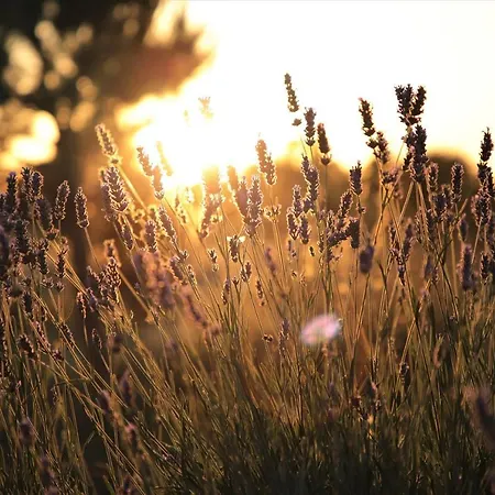 Tre Di Spade Savio di Ravenna