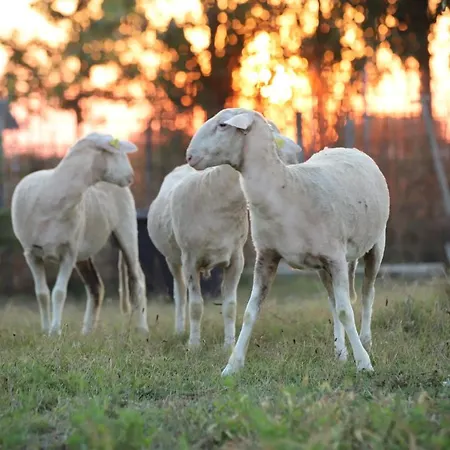 Tre Di Spade * Savio di Ravenna