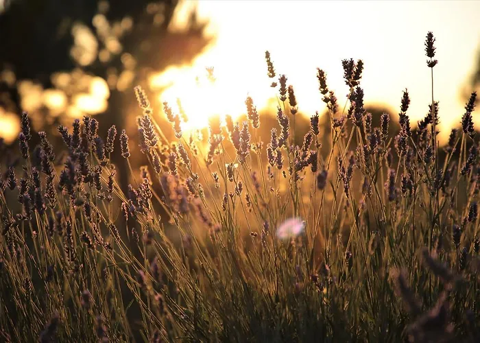 Tre Di Spade Savio di Ravenna