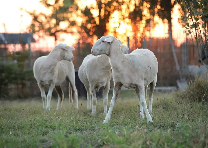 Tre Di Spade * Savio di Ravenna