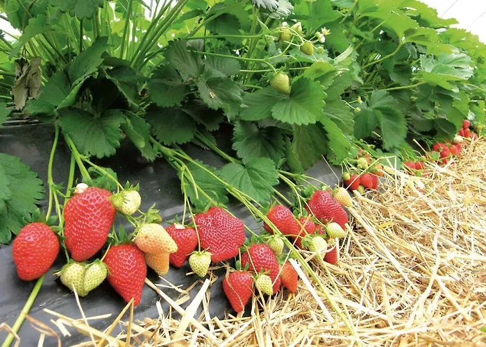 Tre Di Spade Farma Savio di Ravenna